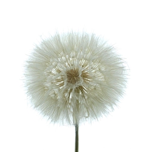 Pres Dandelion White