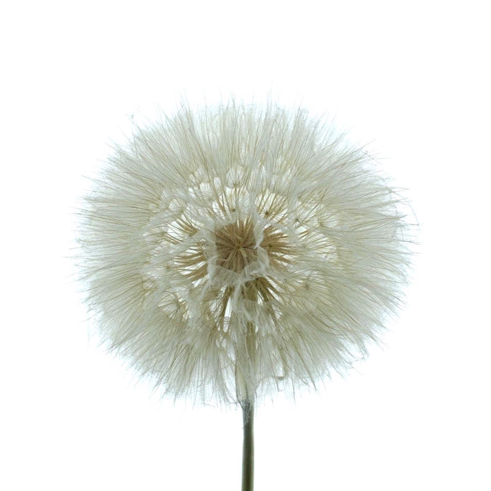 <h4>Pres Dandelion White</h4>
