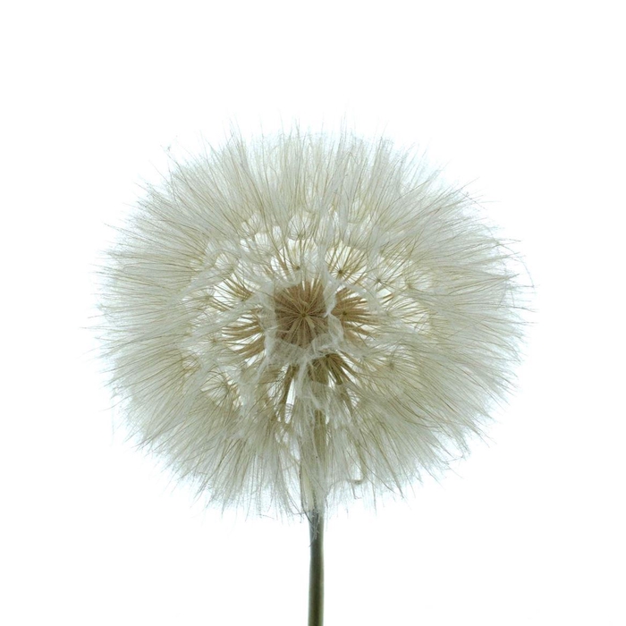 <h4>Pres Dandelion White</h4>