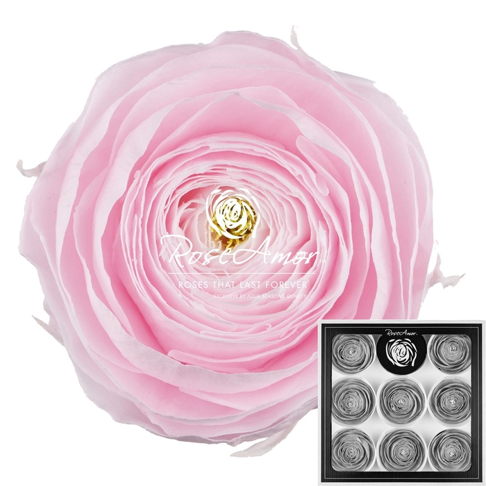 Ranunculus Pin89