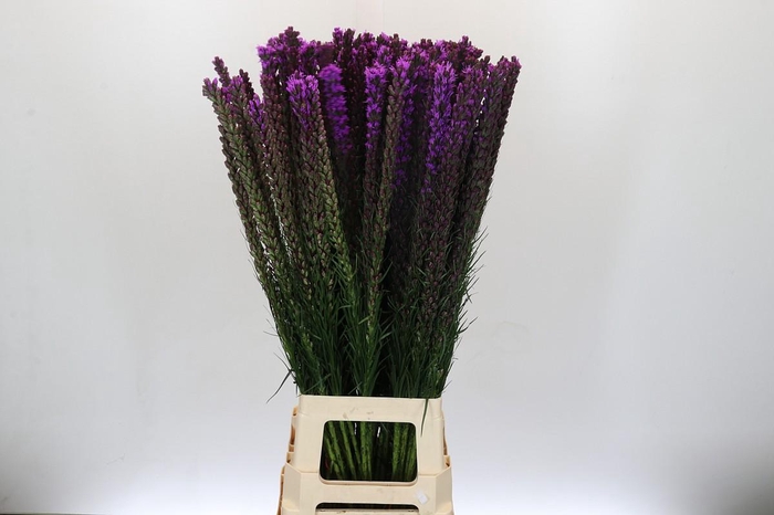 <h4>Liatris Callilepis</h4>