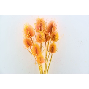 Dried Artz Cardistella Gaugain Bunch