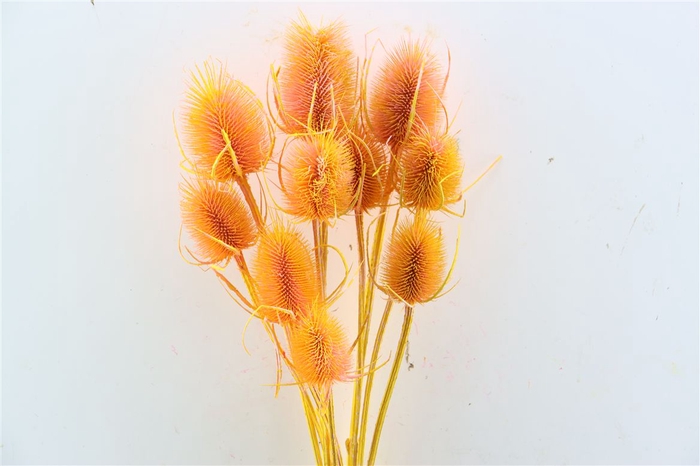 Dried Artz Cardistella Gaugain Bunch