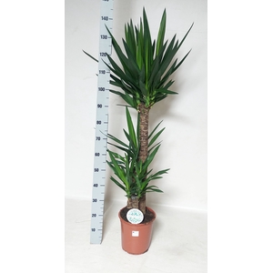 YUCCA