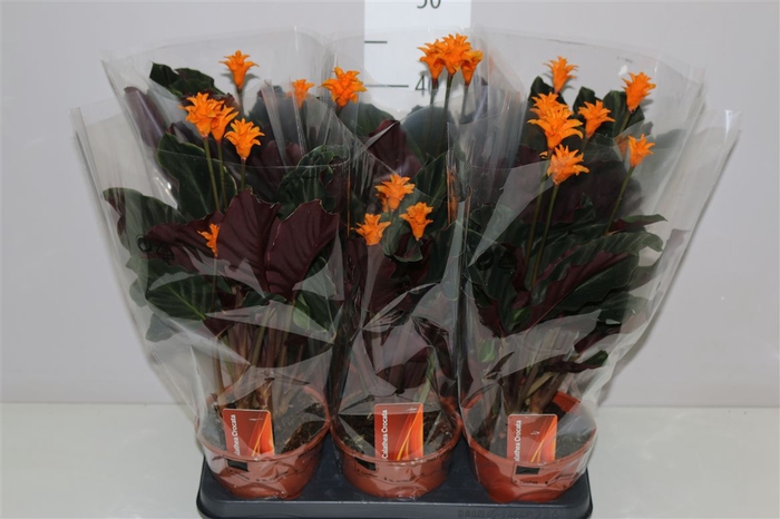 <h4>Calathea Crocata 3-4</h4>