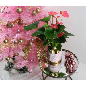Anthurium XL.31 Arisa Pink 12cm in keramieken pot met kerst bijsteker
