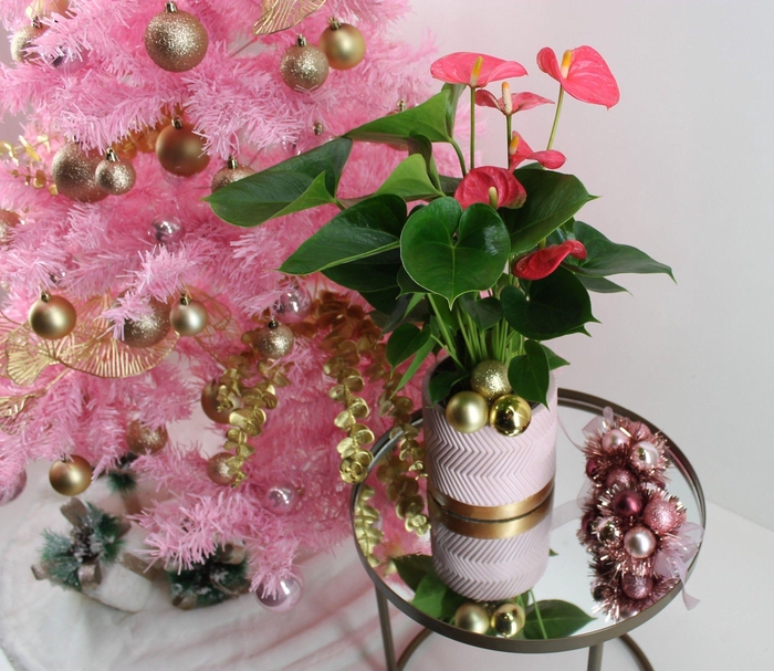 <h4>Anthurium XL.31 Arisa Pink 12cm in keramieken pot met kerst bijsteker</h4>
