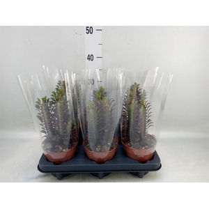 Euphorbia trigona 'Rubra'