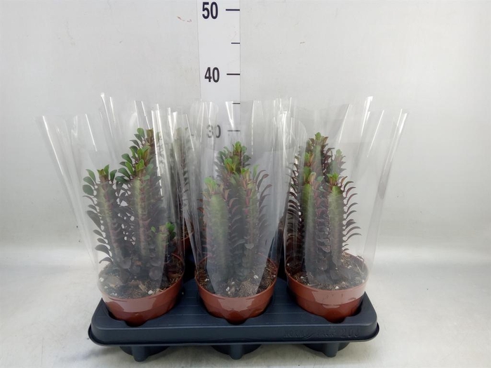 <h4>Euphorbia trigona 'Rubra'</h4>