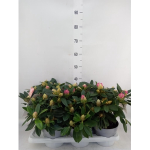 Rhododendron   ...