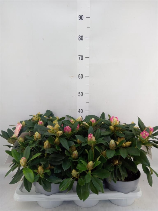 <h4>Rhododendron   ...</h4>