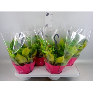 Philodendron scand. 'Brasil'