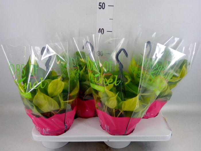 <h4>Philodendron scand. 'Brasil'</h4>
