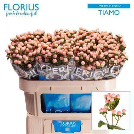 <h4>Hyp Coco Tiamo</h4>