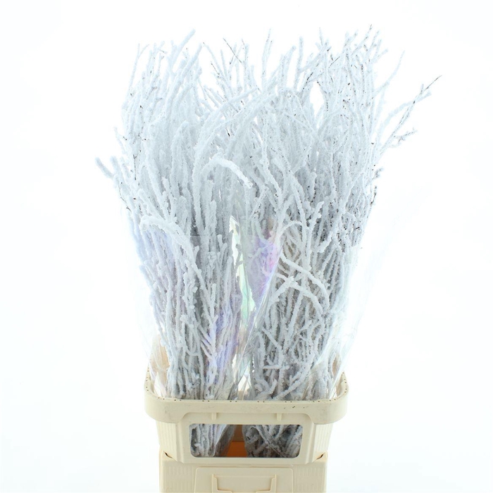 <h4>BETULA OV KLB H%</h4>