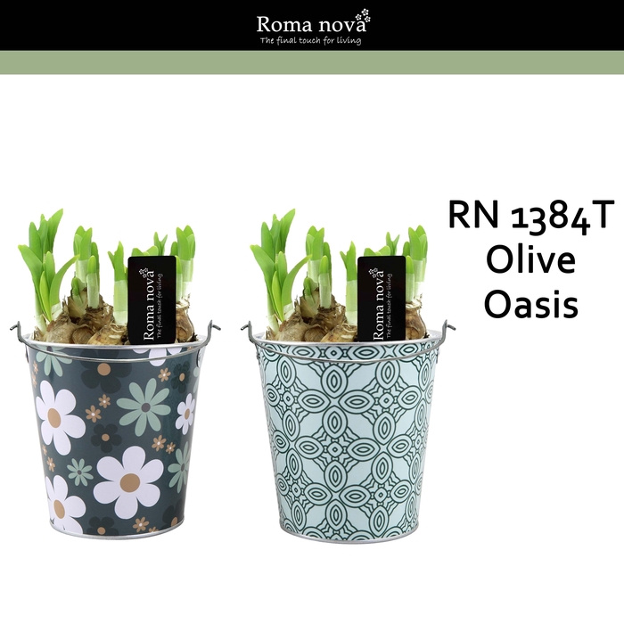 <h4>1384T - Olive Oasis (Tete a Tete)</h4>