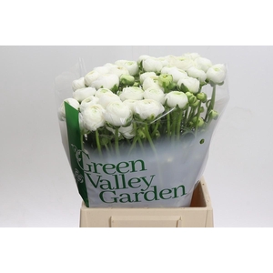 Ranunculus Aazur White
