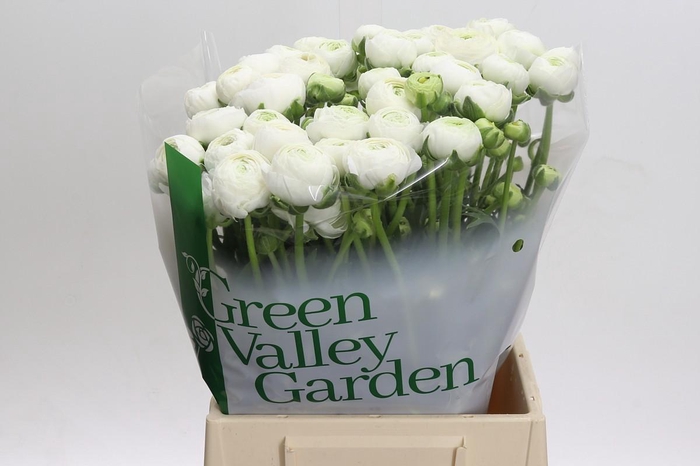 <h4>Ranunculus Aazur White</h4>