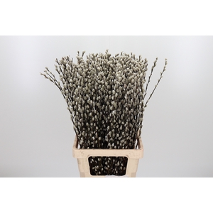 Salix Ca Snow Flake