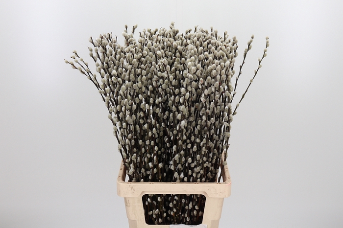 <h4>Salix Ca Snow Flake</h4>