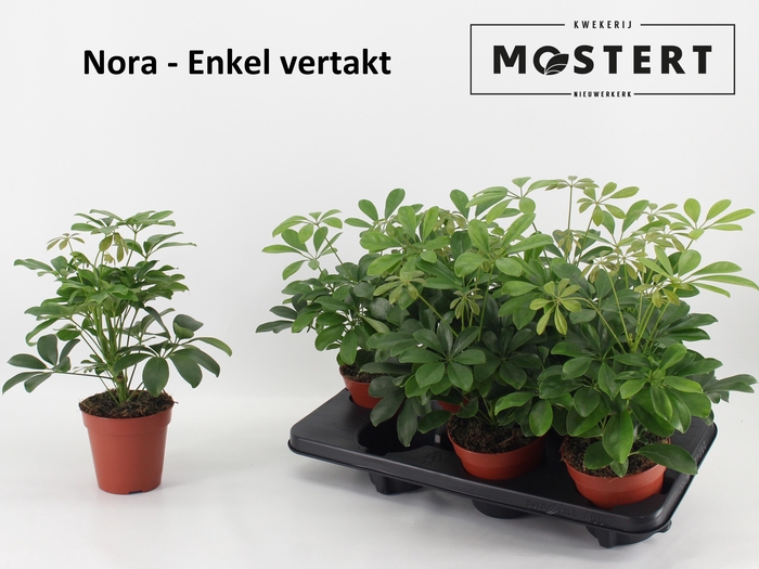 <h4>SCHEF AR GERDA</h4>