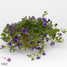 CALIB CA PURPLE