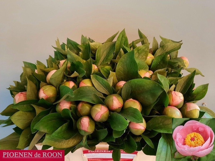 PAEO S SALMON SAUCER