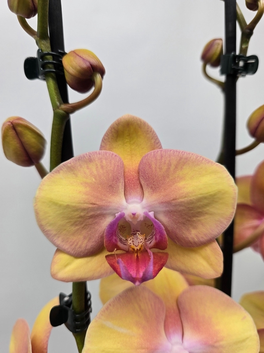 <h4>Limited 13 week 7</h4>