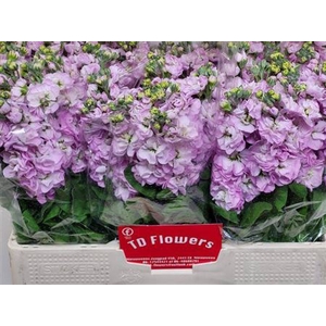 Matth Centum Pink