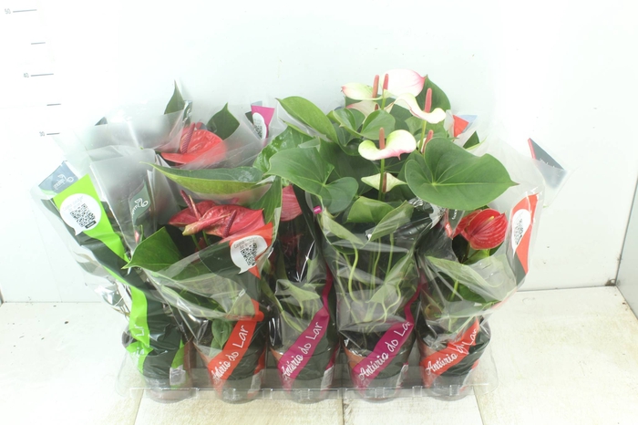 <h4>ANTHURIUM VARIADO P12</h4>