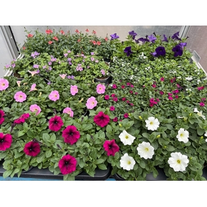 arr8 Perkpl Mixk 1 Soort Per Tray