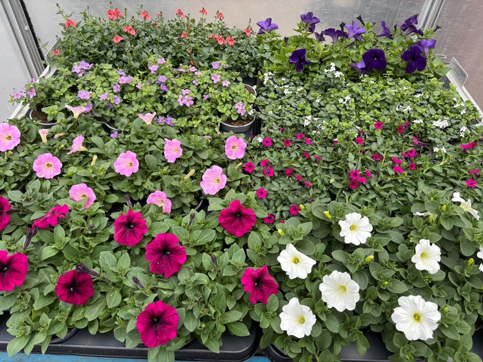 <h4>arr8 Perkpl Mixk 1 Soort Per Tray</h4>