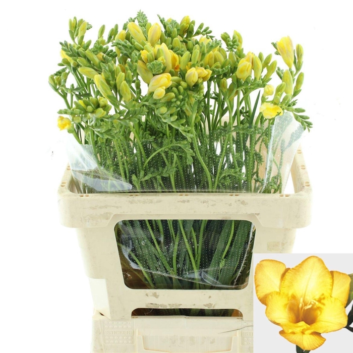 <h4>Freesia enk Dukaat</h4>