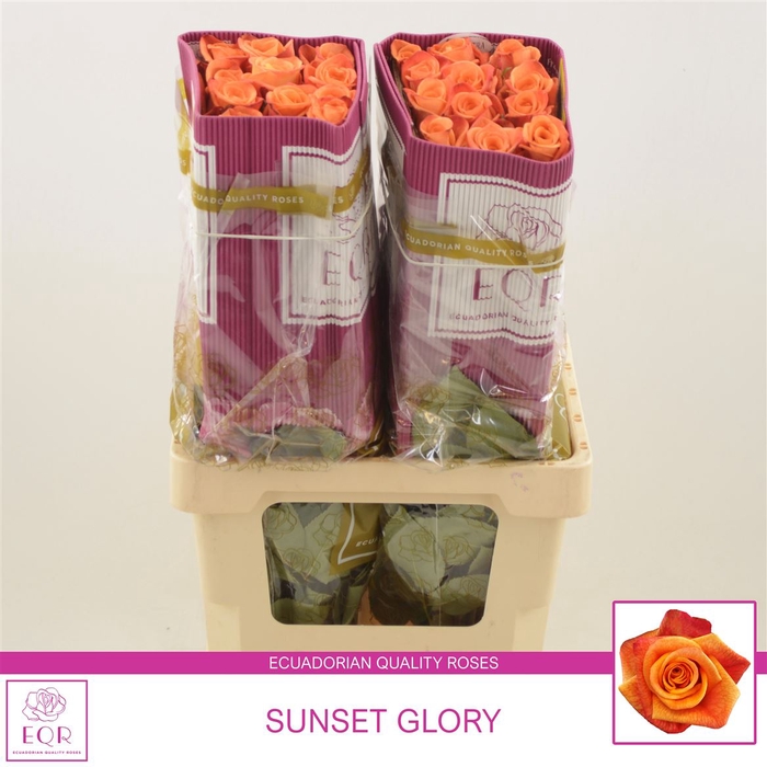 <h4>Rosa gr Sunset+</h4>