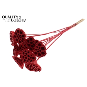 Lotus 5-7cm on stem Covered Red