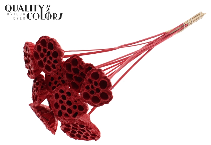 Lotus 5-7cm on stem Covered Red
