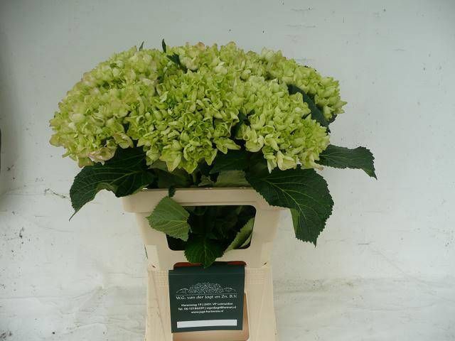 <h4>HYDR M APHRODITE RZ</h4>
