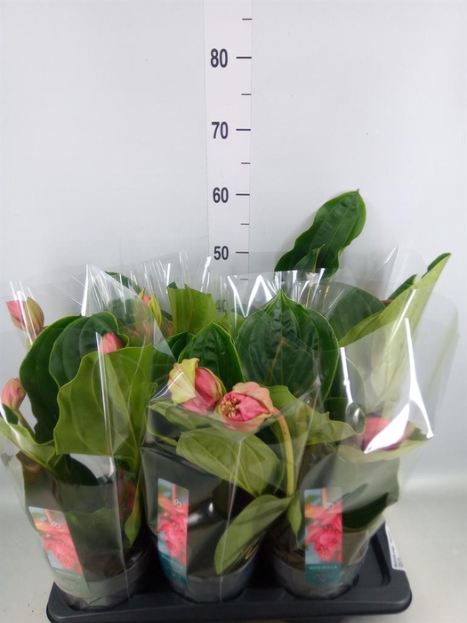 <h4>Medinilla magn. 'Flamenco'</h4>