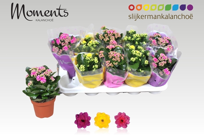 <h4>KAL GE GEM 3 KL</h4>