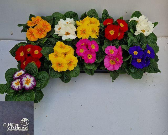 <h4>Prim Ac Gem</h4>