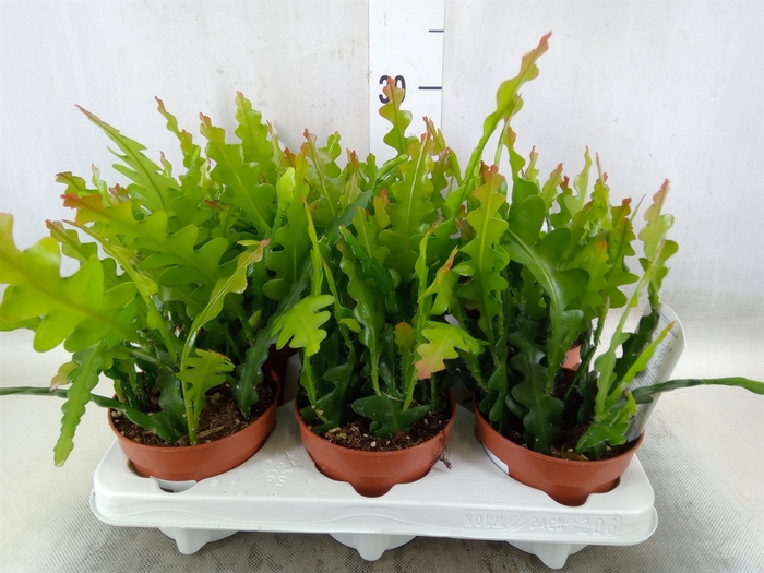 <h4>Epiphyllum anguliger</h4>