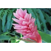 ALPINEA ROSA