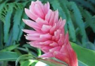 ALPINEA ROSA