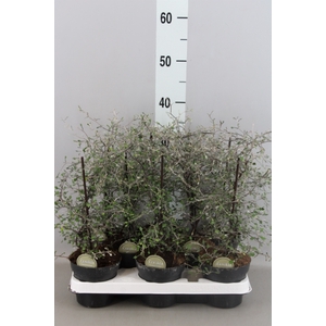 Corokia cotoneaster