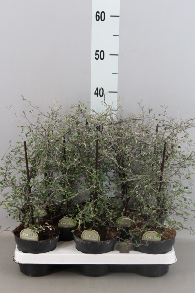 <h4>Corokia cotoneaster</h4>