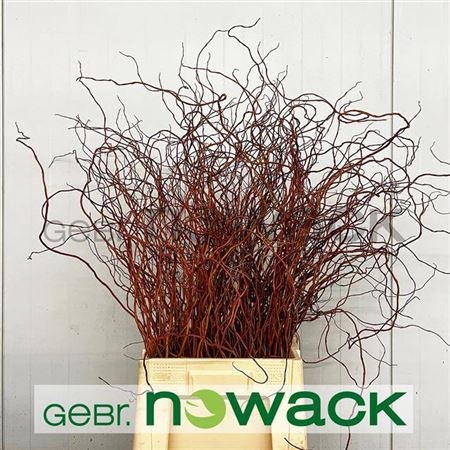 <h4>Salix Kronkelwillow</h4>