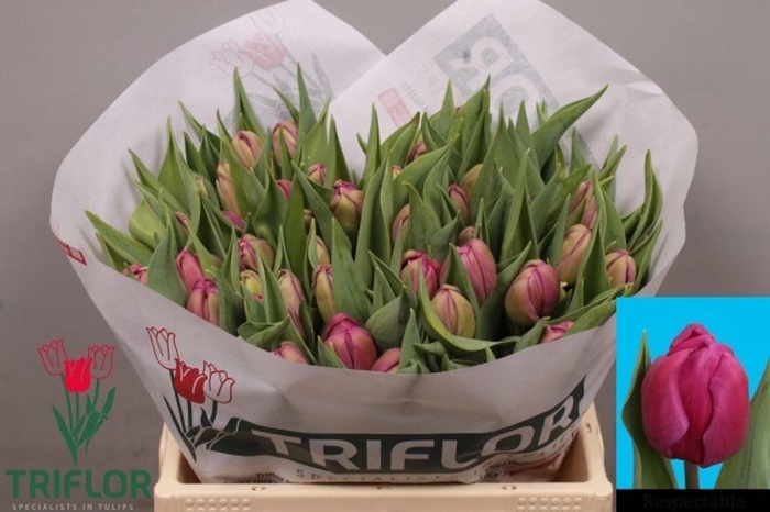 <h4>Tulipa do respectable</h4>