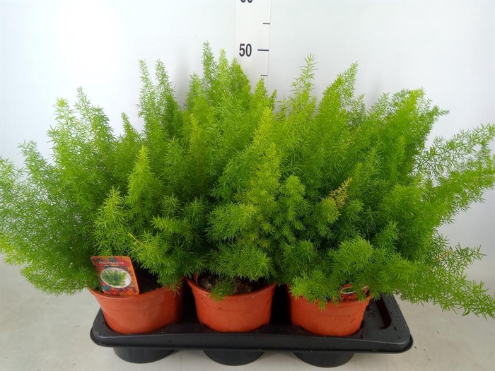 <h4>Asparagus dens. 'Meyers'</h4>