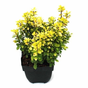 Berberis thunbergii 'Maria'® P17