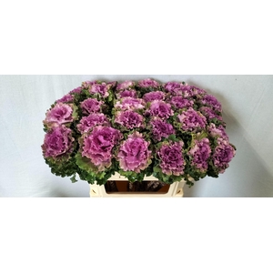 BRASS EMPIRE BOGDANA